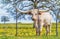 Texas longhorn on spring pasture