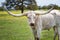 Texas longhorn on spring pasture