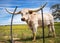 Texas longhorn on spring pasture