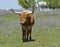 Texas Longhorn standing in field
