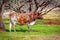Texas Longhorn standing in front of trees