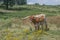 Texas Longhorn stands wildflowers