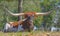 Texas Longhorn steer -  Bos primigenius -bull laying on grass and looking at camera