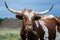 Texas Longhorn Steer, Driftwood Texas