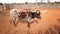 Texas Longhorn Steer at Pipe Spring National Monument