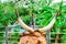 Texas longhorn steer in rural Utah, USA.