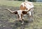 Texas Longhorn Steer Upclose & Threatening