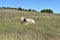 Texas Longhorn Steer at wichita mountains wildlife refuge in Oklahoma