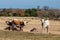 Texas Longhorns and a Calf