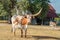 Texas Longhorns and the Windmill