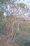 Texas Madrone tree in Big Bend National Park, Texas