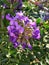 Texas Mountain Laurel