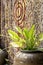 Texas mud baby in the water jar on wooden background, concept de