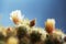 Texas nipple cactus flowers close up view. Mammillaria prolifera. Ladyfinger cactus. Shallow depth of field