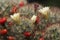 Texas nipple cactus Mammillaria prolifera  flower and berries