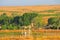 Texas Oil Well with Blue Sky and Golden Waves of Native Grassess