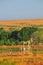 Texas Oil Well with Blue Sky and Golden Waves of Native Grassess