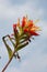 Texas paintbrush flower stands out against a lush and verdant garden