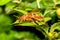 Texas paper wasp - Polistes apaches - , Apache wasp