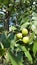 Texas Pecans Still On The Tree