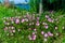 Texas Pink Evening or Showy Evening Primrose Wildflowers. (Oenothera speciosa)