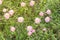 Texas Pink Primrose Oenothera speciosa blossom