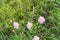 Texas Pink Primrose Oenothera speciosa blossom