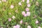 Texas Pink Primrose Oenothera speciosa blossom