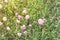 Texas Pink Primrose Oenothera speciosa blossom