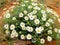 Texas Plains Blackfoot daisy wildflower