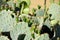 Texas Prickly pear cactus with green fruit