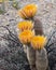 Texas Rainbow Cactus