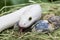 Texas rat snake in a bird\'s nest