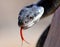 Texas rat snake portrait