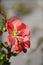 Texas Scarlet Flowering Quince