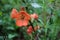 Texas Scarlet Flowering Quince Japanese chaenomeles orange or red flowers with raindrops on the petals. Sele