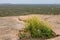 Texas Sotol yucca plant on top of the Enchanted Rock -Enchanted Rock State Park, Texas