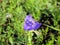 Texas Spiderwort Flower Tradescantia humilis Rose