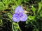 Texas Spiderwort Flower Tradescantia humilis Rose