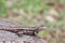 Texas Spiny Lizard