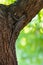 Texas spiny lizard camouflaged on tree bark
