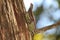 Texas spiny lizard climbing tree