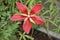 Texas Star hibiscus