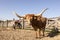 texas steer pictures