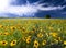 Texas Sunflower Field