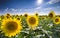 Texas Sunflower Field