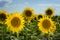 Texas Sunflower Field