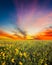 Texas Sunflower Field