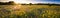 Texas Sunflower Panorama