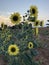 Texas sunflower at sunset